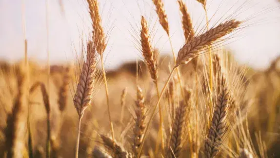 Revolutionizing Yield Prediction in Agriculture: Bridging Decades of Research with Data-Driven Insights